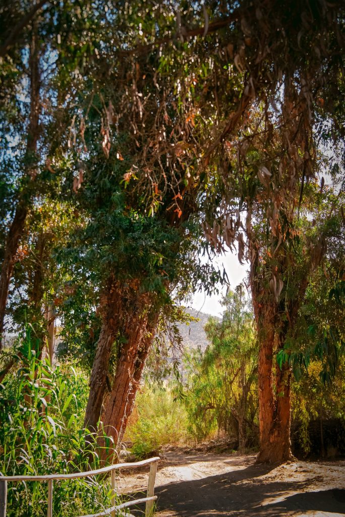 Árboles y sendero en Camping Araya