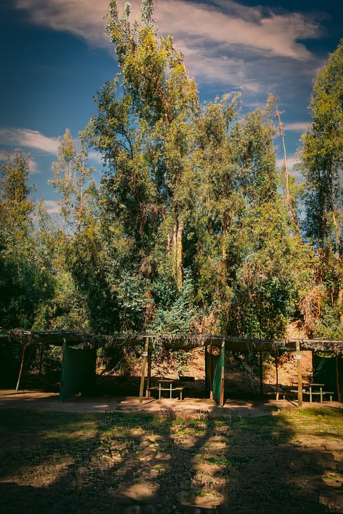Árboles del entorno de Río Hurtado