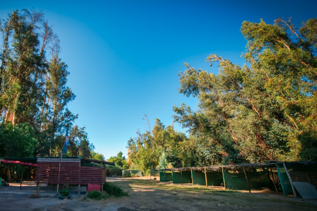 Vista del patio rodeado de árboles